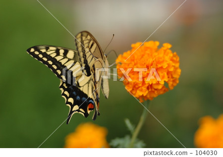 Flowers and flowers Flowers and flowers 104030