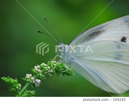 整齊 小菜粉蝶 東京 104285