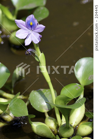 Water hyacinth flowers 104445
