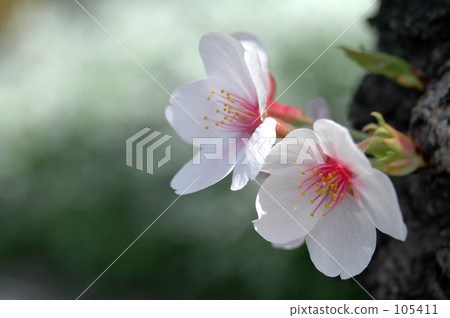 櫻花 櫻花 105411
