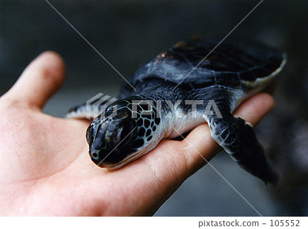 Small monster 105552