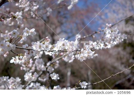 sunshine, flower image, fresh and youthful 105696