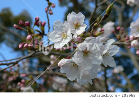 Sakura 4 Sakura 4 105968