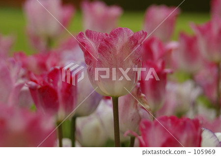 Tulip 12 Tulip 12 105969