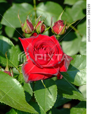 Roses and Tsubomi 106199