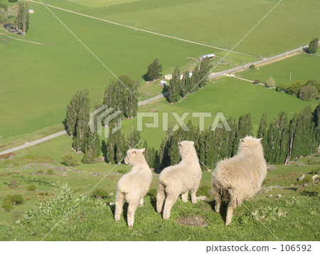即使是羊也可以把我的眼睛帶走 即使是羊也可以把我的眼睛帶走 106592