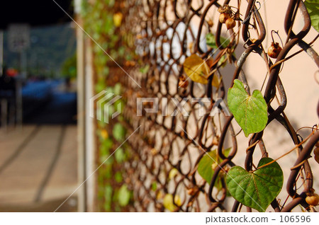 常春藤 常春藤 106596