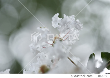 White crape myon 106689