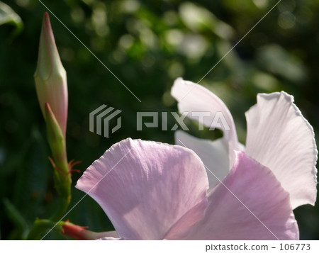 Bud Bud 106773