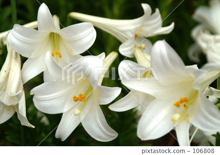 Lepidoptera lily 20070609_039 106808