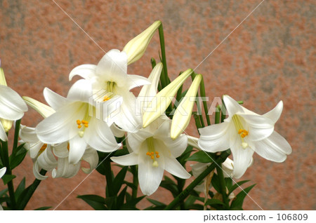 Lepidoptera lily 20070609_040 Lepidoptera lily 20070609_040 106809