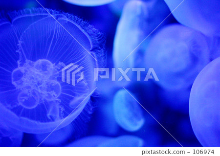 海的微觀世界 106974