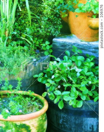 interior image, lifestyle, garden tree 106976