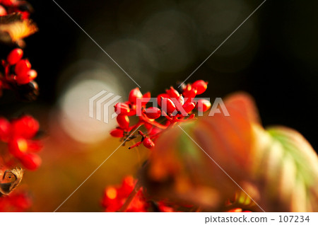 Yabutemari at dusk 107234