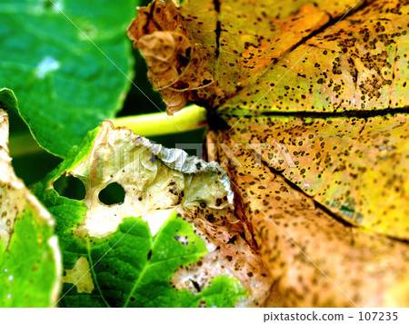 腐爛的葉子 腐爛的葉子 107235