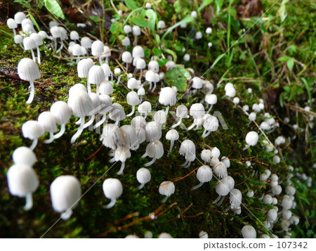 蘑菇和苔蘚 蘑菇和苔蘚 107342