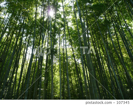  竹林 107345
