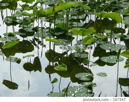 雨季的雨池 107347