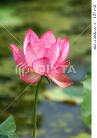 粉紅荷花20070728_236 107942