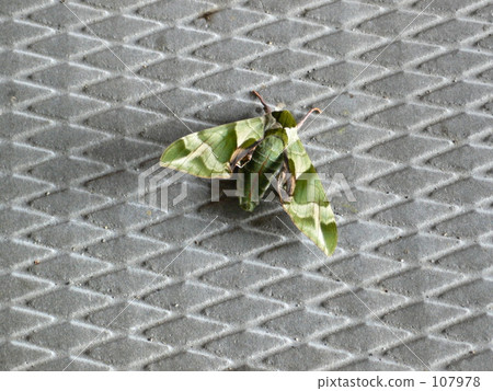 Sengoku Self Defense Force · moth Sengoku Self Defense Force · moth 107978