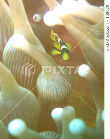 赤壁銀蓮花魚 108029