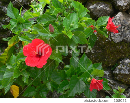 紅芙蓉 紅芙蓉 108031