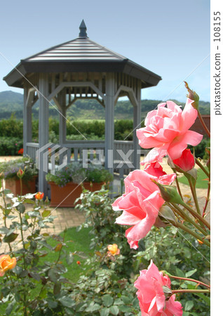 Roses 10 Roses 10 108155