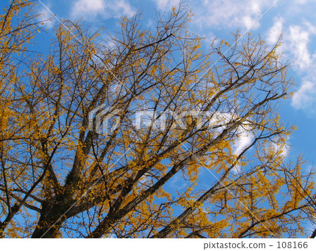 分散的銀杏葉 108166