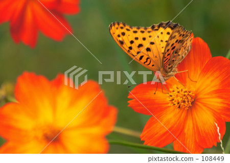 Autumn color ~ Eyes also brilliant ... 108449