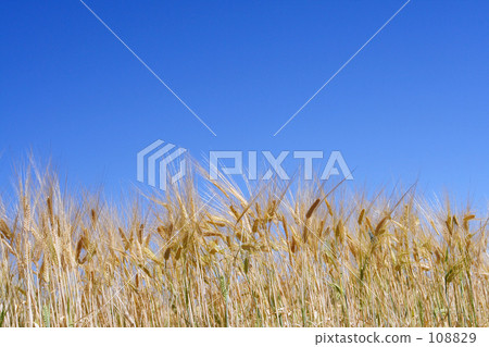 麥田 108829