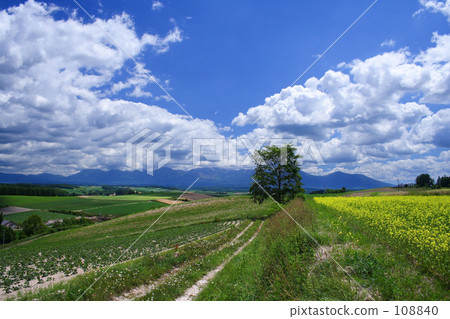 Toward a single tree Toward a single tree 108840