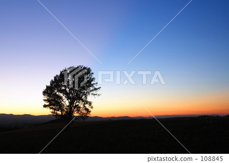 Philosophy tree at dusk 108845