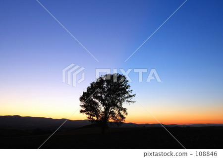 One tree standing at dusk One tree standing at dusk 108846