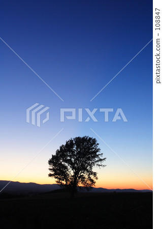 Philosophy tree Twilight Ⅱ 108847