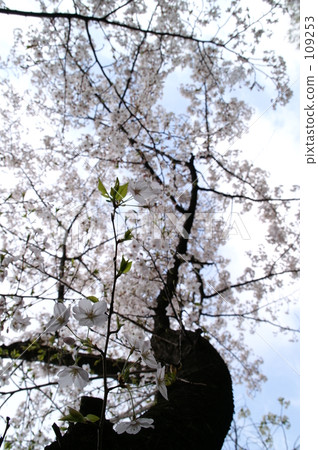 Cherry Blossoms   109253