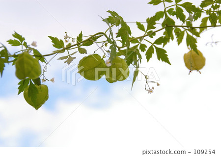 Continuous balloon fruit 109254