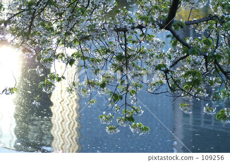 Cherry Blossoms   109256