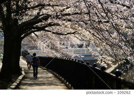 Row of cherry trees Row of cherry trees 109262