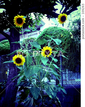 The shadow of summer The shadow of summer 109263