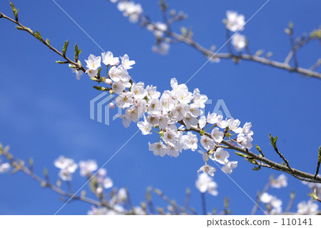 櫻花 櫻花 110141