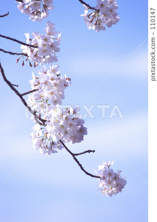 Cherry Blossoms Cherry Blossoms 110147