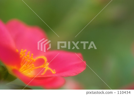 特寫/門廊拉卡·3 110434