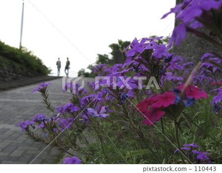 晚上的花朵 110443