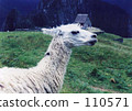 Llama Llama 110571