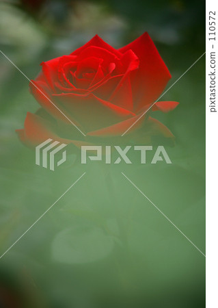 花卉圖像 黑色 紅色 110572
