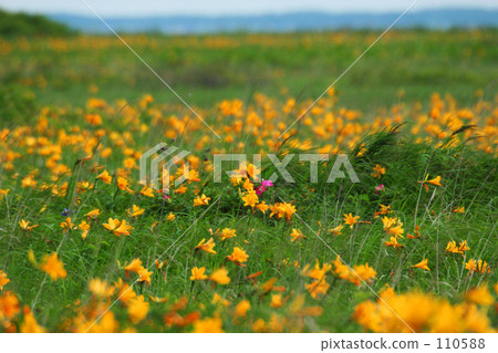 Ezokanzu elephant in the Noshi peninsula Ezokanzu elephant in the Noshi peninsula 110588