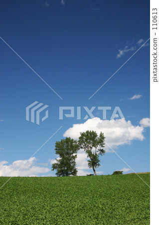 Puffy tree 110613