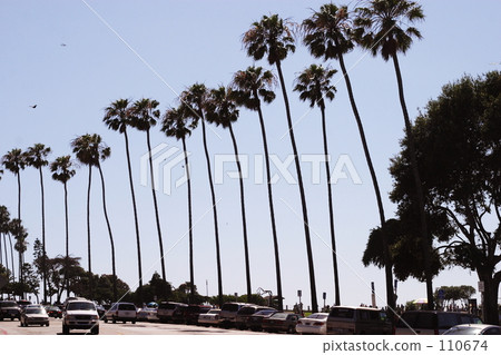 A city with palm tree 110674