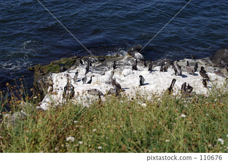 Pelican and seagull Pelican and seagull 110676