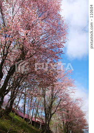 Saltari嶺櫻花視圖 110684